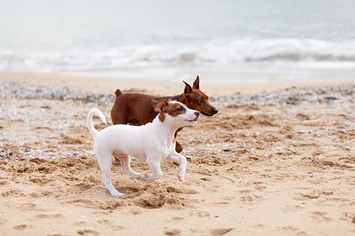 Jack Russell Terrier puppy and mini pinscher playing on the beach