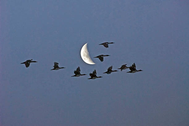 istock Wild geese on the moon 626120724
