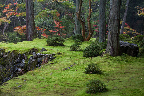 Beautiful Japanese garden with trees in full fall colors