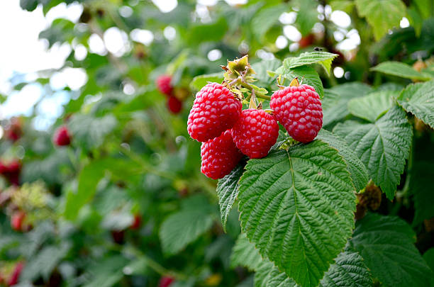 maduración de las frambuesas en la vid - raspberry berry vine berry fruit fotografías e imágenes de stock
