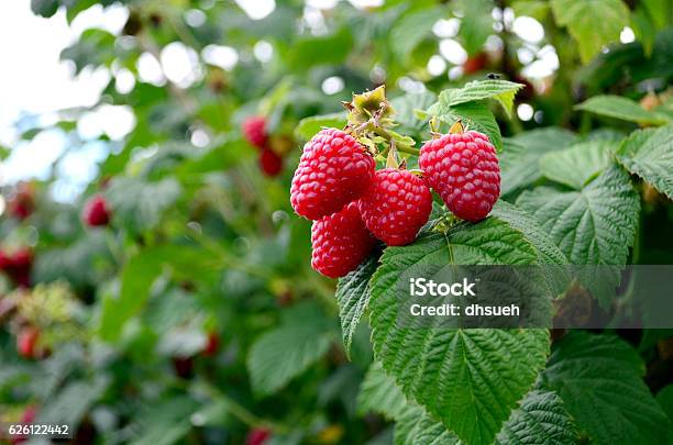 Ripening Raspberries On The Vine Stock Photo - Download Image Now - Raspberry, Tree, Berry Fruit