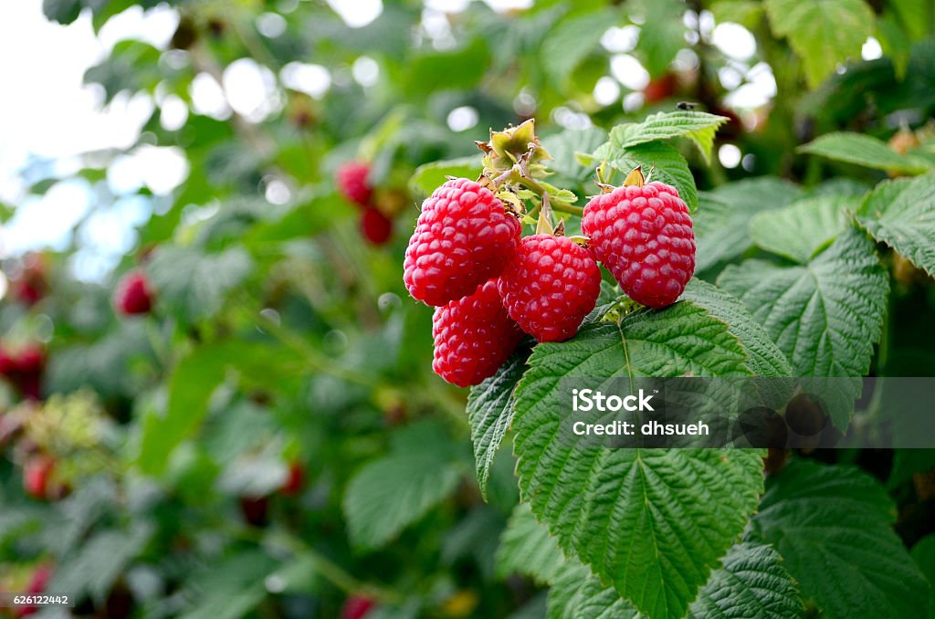 Ripening Raspberries on the Vine - Royalty-free Ahududu Stok görsel