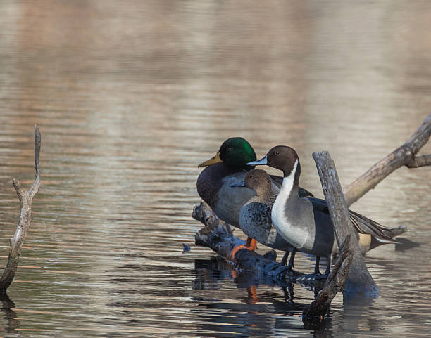 istock Trio of ducks 626122866