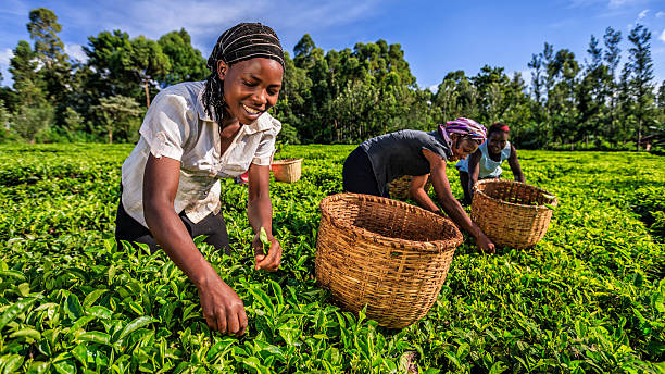 donne africane pizzicare le corde di foglie di tè su plantation, kenya, africa orientale - tè raccolto foto e immagini stock