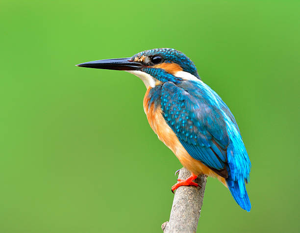 istock Common Kingfisher (Alcedo atthis)  Beautiful blue bird with brow 626124214