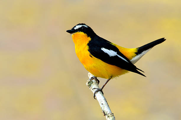 istock Yellow-rumped flycatcher (Ficedula zanthopygia) the beautiful ye 626132422