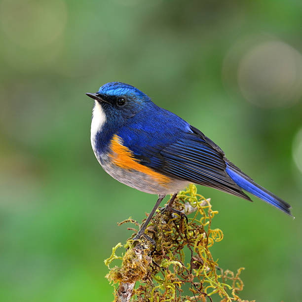 istock Himalayan Bluetail (tarsiger rufilatus) the beautiful and chubby 626132530