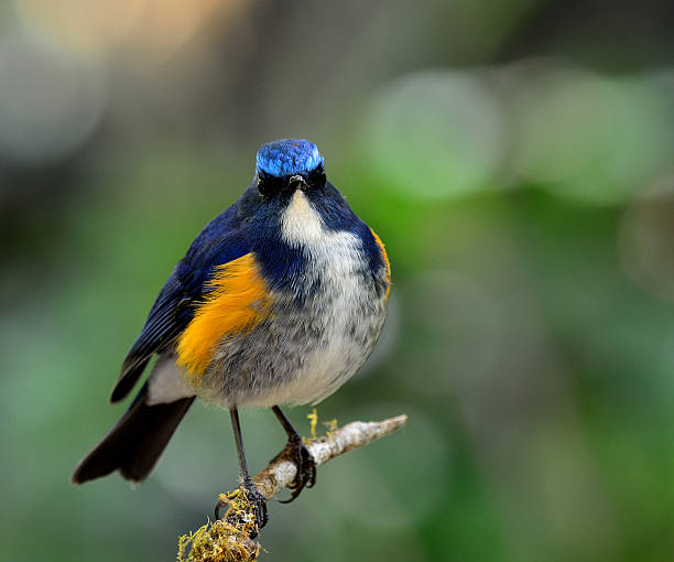 istock Himalayan Bluetail (tarsiger rufilatus) the beautiful chubby blu 626132552