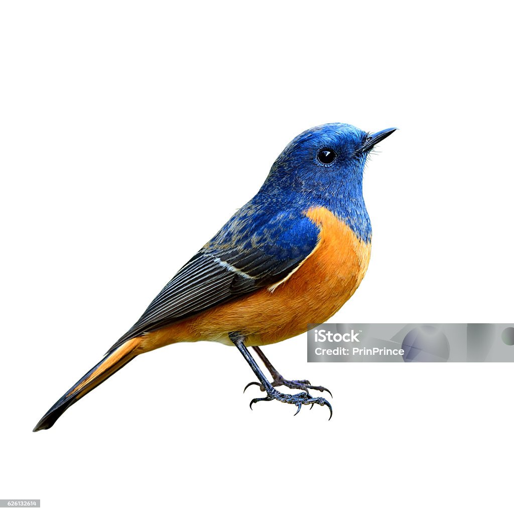 Blue-fronted Redstart (Phoenicurus frontalis) the beautiful blue Blue-fronted Redstart (Phoenicurus frontalis) the beautiful blue and orange belly bird fully standing with all details from head to tail isolated on white background Bird Stock Photo