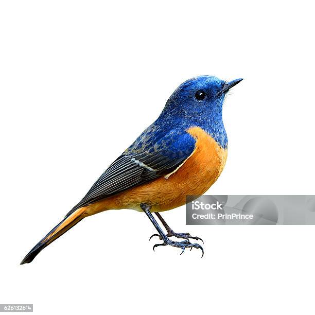 Bluefronted Redstart The Beautiful Blue Stock Photo - Download Image Now