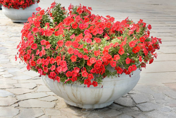 istock Red Petunia in flower pot 626133182