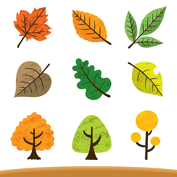 различные омовшие листья - japanese maple leaf tree green stock illustrations