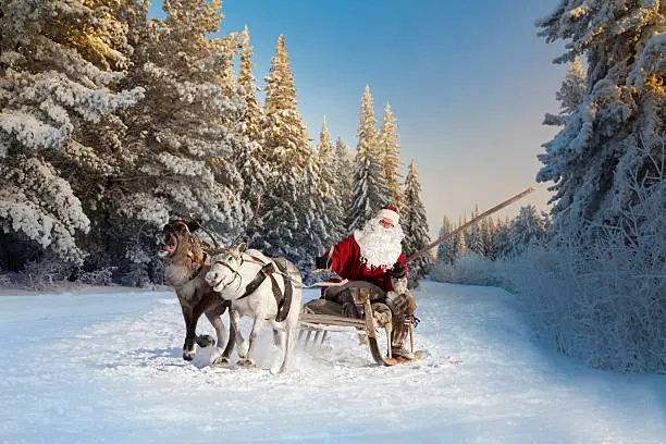 Santa Claus riding in sleigh and driving his harness of reindeer in the fairy winter forest.