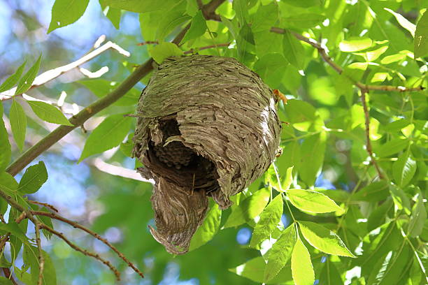 istock Bee or Wasp Nest in Tree in City Park 626134158