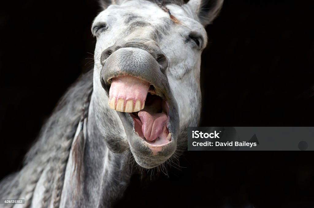 Funny Animal Stock Photo - Download Image Now - Humor, Horse, Agriculture -  iStock