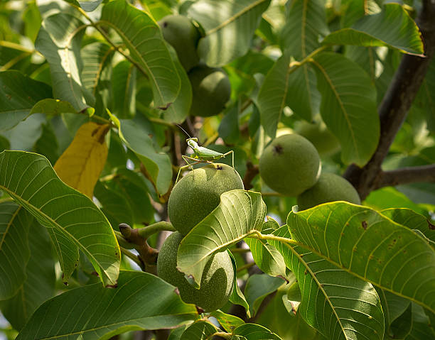 Green mantis is sitting on a nut. Juglans regia tree. Insect inside the krone of walnut. Daylight, sun rays.