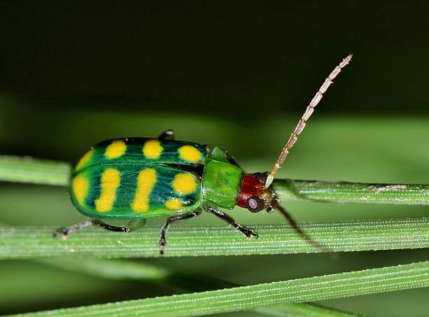 hübsche schädlinge - insectoid stock-fotos und bilder