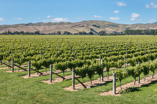 viñedos de wither hills en la región de marlborough, nueva zelanda - marlborough region zealand new new zealand fotografías e imágenes de stock