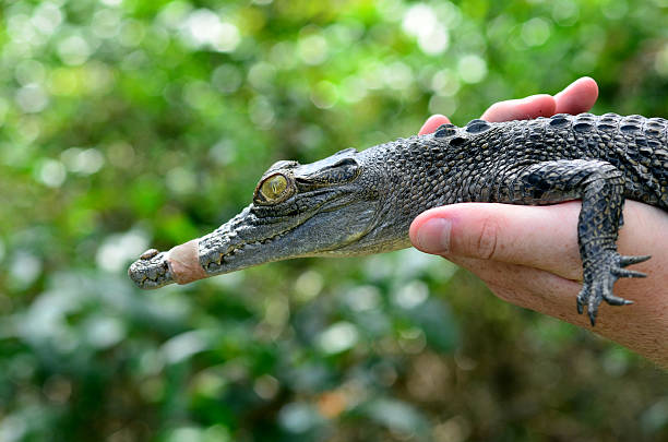 istock Young Baby Australian Salt water crocodile 626145458