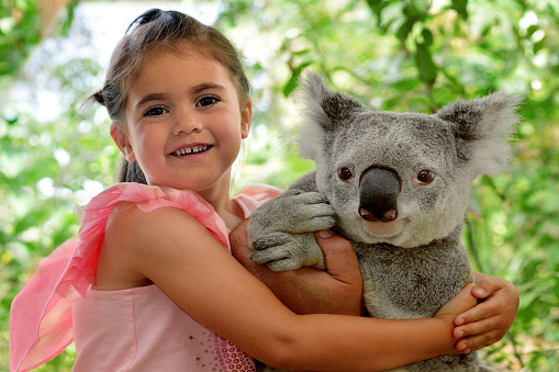 Little girl (age 05) hugs Koala in Queensland, Australia.