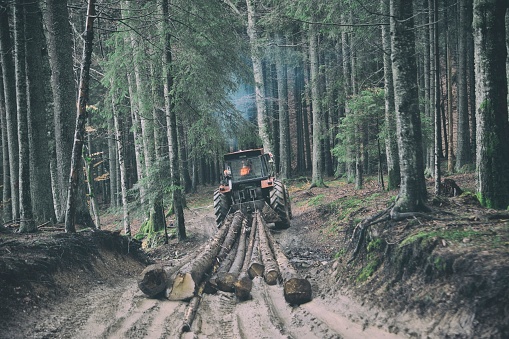 Skidding timber / Tractor is skidding cut trees out of the forest.