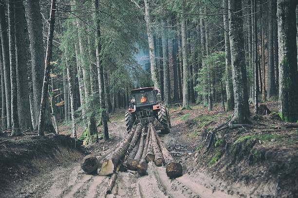 Skidding timber / Tractor Skidding timber / Tractor is skidding cut trees out of the forest. winch cable stock pictures, royalty-free photos & images