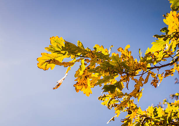 istock Sunny autumn day. Oak leaves and blue sky 626151708