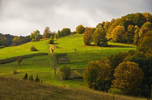 Meadows with autumn colors on a sunny morning, mountain Goc, Serbia