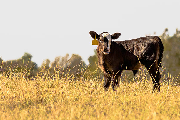 istock Angus crossbred calf 626152400