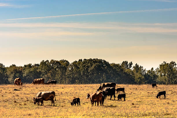 Cows and calves in a drought-stricken pasture