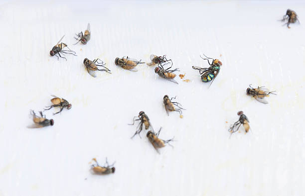 istock Flies caught on sticky fly paper trap 626156164