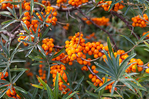 vegetação na north-área do mar - sea buckthorn - fotografias e filmes do acervo