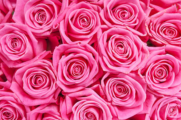 istock Background image of pink roses 626157594