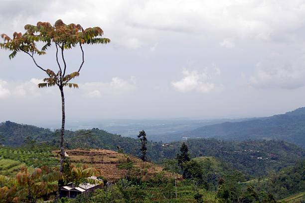 istock Landscape with  plantations in Highlands, central of java. 626159360