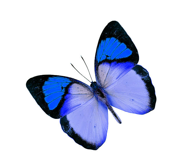istock Blue Butterfly flying isolated on white background 626159920