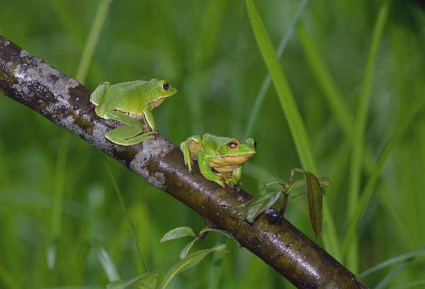 istock Rhacophorus arboreus 626160070