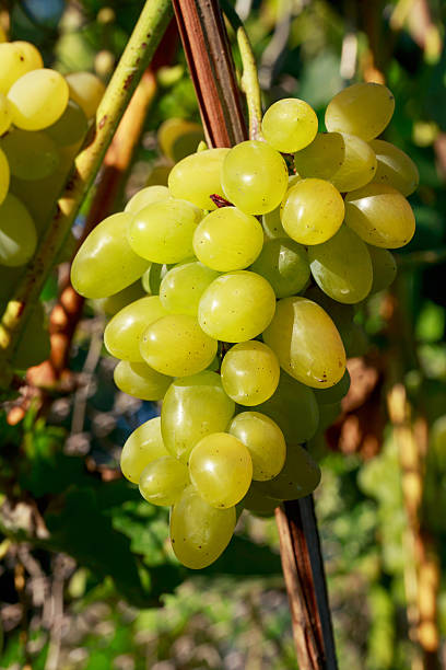 istock bunch of ripe grapes 626161160