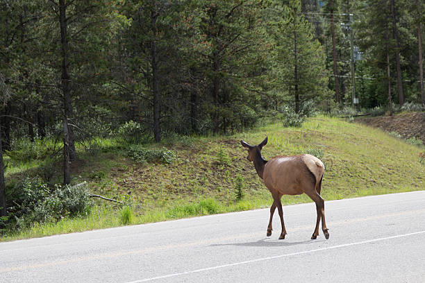 istock Large deer crossing a road 626173030