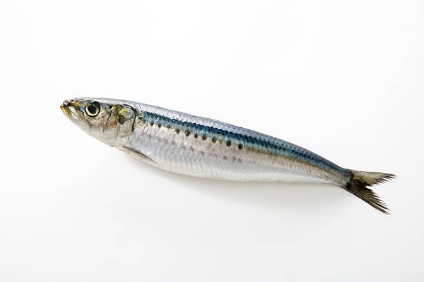 sardine stock photo