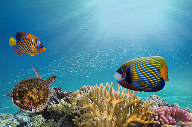 istock Deep sea and coral reef, coral reef animals, 626174032