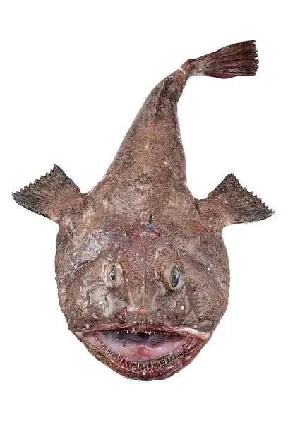 Big Monkfish (Lophius piscatorius) on a white background