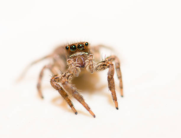istock Jumping spider on a white background, beautiful eyes. 626174728