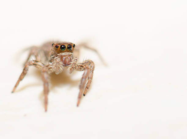 istock Jumping spider on a white background, beautiful eyes. 626174822