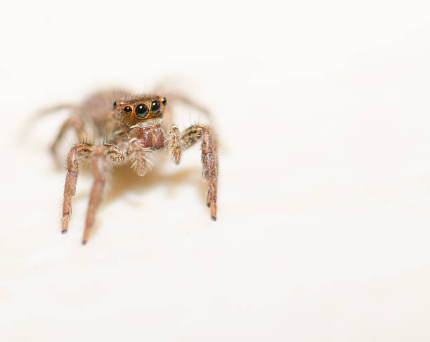 istock Jumping spider on a white background, beautiful eyes. 626174858