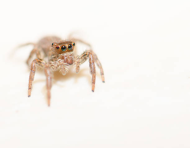 istock Jumping spider on a white background, beautiful eyes. 626174892