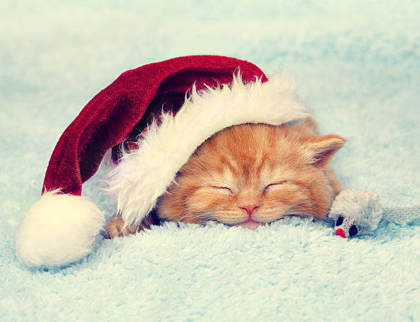 istock Little red kitten wearing Santa hat sleeping on a blanket 626175080