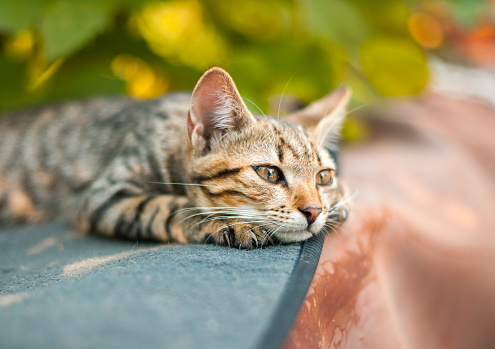 Lindo gatito descansar en el jardín photo