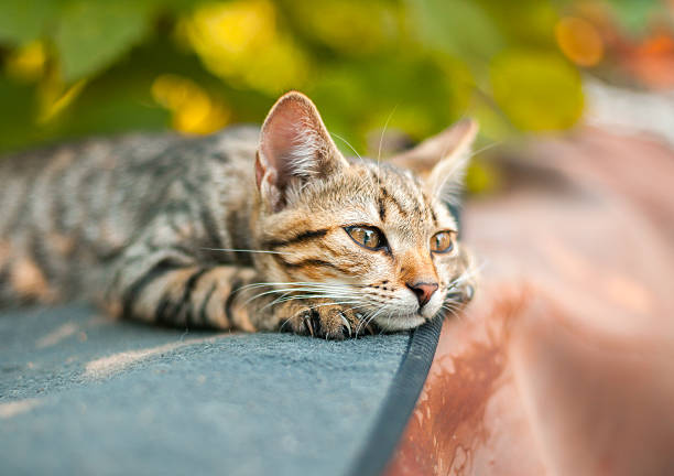 정원에서 편안한 귀여운 새끼 고양이 - stray cat 뉴스 사진 이미지