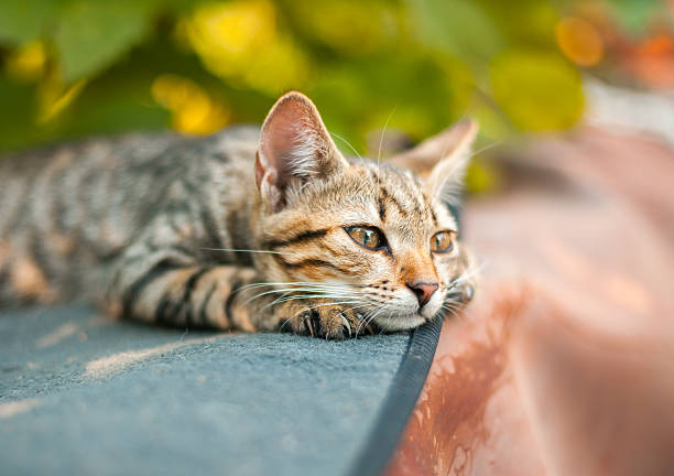 Cute kitten relaxing in the garden stock photo