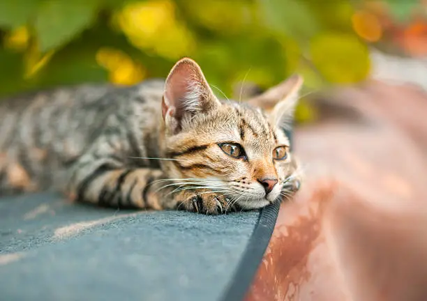 Photo of Cute kitten relaxing in the garden